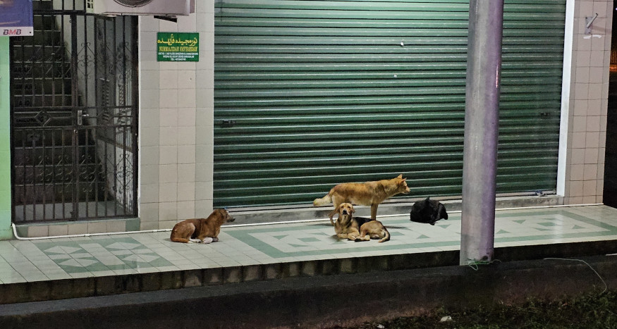 Dogs resting in Bandar Seri Begawan, Brunei.